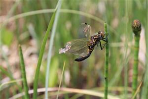 hendikepovaná samica po vyliahnutí s neúspešným rozprestretím krídel