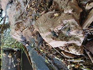 trus na  TML Henckovce