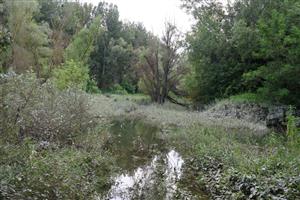 Pohľad na Z časť TML Medveďovské rameno. Foto: 4.8.2025, J.Lengyel.