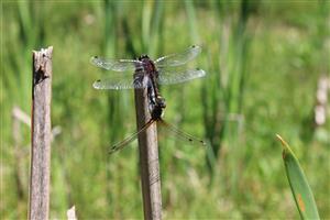 párenie L. pectoralis