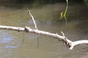 sediaci samec O. cecilia