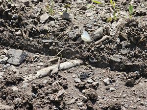 foto cieľového druhu