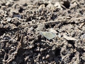 foto cieľového druhu