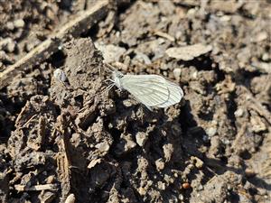 foto cieľového druhu