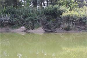 Pobrežné nory, zemné, Castor fiber. TML Veľkolélske rameno. Foto: 18.8.2025. J.Lengyel.