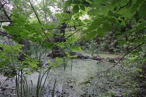 TML Alúvium Starej Nitry, pohľad na časť, bočná mokraď pri J okraji Martov. premostenia. Foto: 18.8.2025, J.Lengyel.
