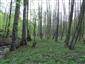 Lužné vŕbovo-topoľové a jelšové lesy (20.4.2015)