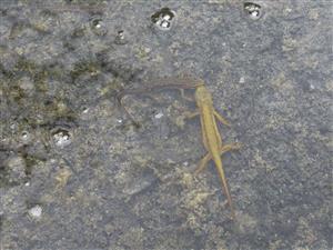 Triturus montandoni , samec so samicou