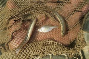 Cobitis elongatoides