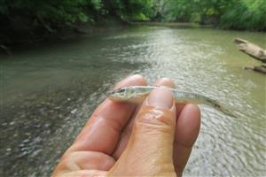 Romanogobio kesslerii