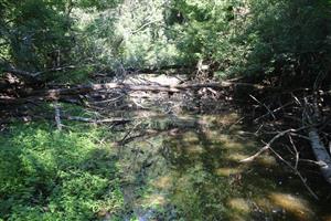 Pohľad na časť TML Veľký les, JV jazierko. Priľahlá period. zaplavovaná mokraďná depresia. Foto: 26.8.2025. J.Lengyel.