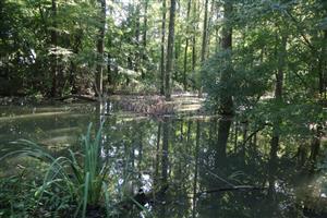 Pohľad na časť TML Úľany - period. zaplavovaná J mokraďná depresia. Foto: 26.8.2025, J.Lengyel.