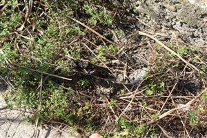 Pohľad na čerstvejší a starší trus Lutra lutra, JZ časti TML Číčovské rybníky. Foto: 27.8.2025, J.Lengyel.