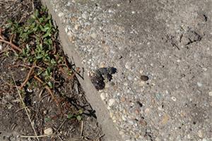 Pohľad na čerstvejší trus Lutra lutra, JZ časť rybníkov, TML Číčovské rybníky. Foto: 27.8.2025, J.Lengyel.