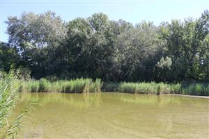 Pohľad na hlavné rameno TML Marcelová (PR Pohrebište), Foto: 5.8.2025, J.Lengyel.