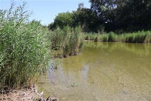 Pohľad na hlavné rameno TML Marcelová (PR Pohrebište), Foto: 5.8.2025, J.Lengyel.