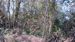 Pohľad na TML - štruktúra porastu