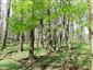 Lipovo-javorové sutinové lesy (28.4.2015)