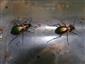 Carabus auronitens escheri