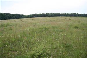 záber na časť biotopu zo stredu lúky, smer S