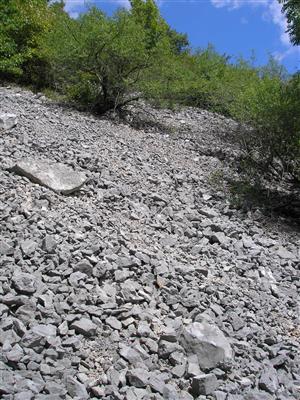 Záber na monitorovaný biotop.