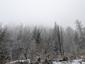 sova lesná (obyčajná) (1.3.2025)