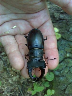 mŕtvy jedinec Lucanus cervus