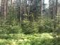 Brezové, borovicové a smrekové lesy na rašeliniskách (2.6.2015)