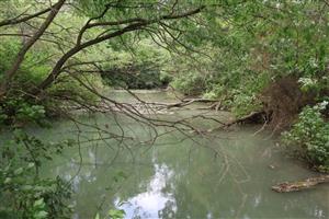 Pohľad na časť TML Čiližský potok, SZ od Gabčíkova. Foto: 28.8.2025, J.Lengyel.