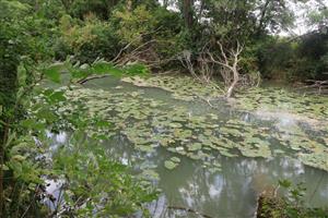 Pohľad na časť TML Čiližský potok, SZ od Gabčíkova. Foto: 28.8.2025, J.Lengyel.