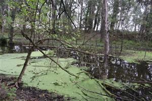 Pohľad na časť TML Čiližské močiare, Vrbina, Čiliž. Radvaň. Foto: 28.8.2025, J.Lengyel.