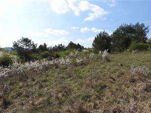 Pohľad na lokalitu TML_ErioCata_009