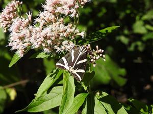 Imágo Callimorpha quadripunctatria na TML_CallQuad_005