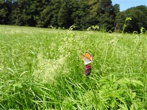 ♂ Lycaena dispar na  lokalite TML_LycaDisp_023