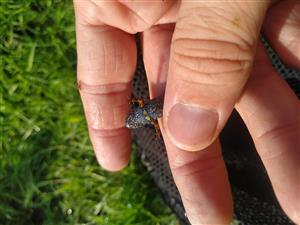 kunka červenobruchá