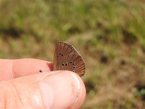 imágo Phengaris nausithous na TML_MacuNaus_006