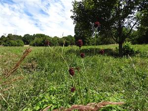 	pohľad na TML_MacuNaus_007