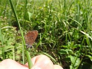 imágo Phengaris nausihous na TML_MacuNaus_007