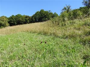 	pohľad na TML_MacuNaus_010