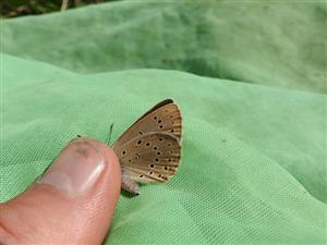 imágo Phengaris nausithous na TML_MacuNaus_010