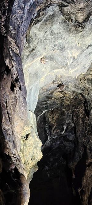 Rhinolophus hipposideros a R. ferrumequinum v portáli jaskyne počas monitoringu