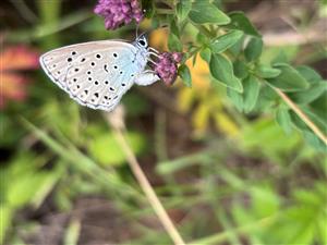 Imago