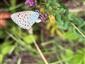 Imago