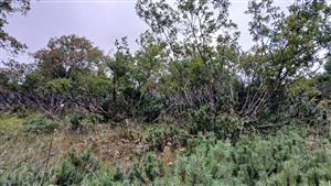 Pohľad na TML - detail porastu