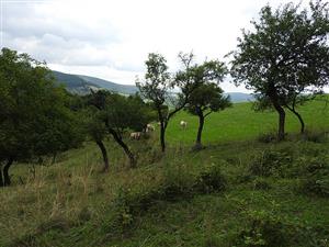 pohľad na TML_ColiMyrm_007