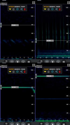 záznamy ultrazvukov netopierov pred vchodom do jaskyne vrátane Basbastella barbastellus