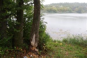 TML Dunaj, Bačianske rameno, pobyt. znaky C.fiber, Populus nigra. Foto: 10.9.2025, J.Lengyel.