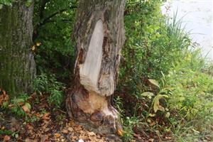 TML Dunaj, Bačianske rameno, pobyt. znaky C.fiber, Populus nigra. Foto: 10.9.2025, J.Lengyel.