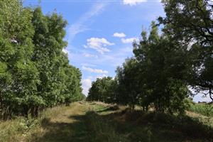 Pohľad na časť TML Zemné - časť Palárikovo, Žofia - Piková, jaseňová alej. Foto: 1.8.2025, J.Lengyel.