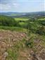 jašterica múrová (25.5.2025)
